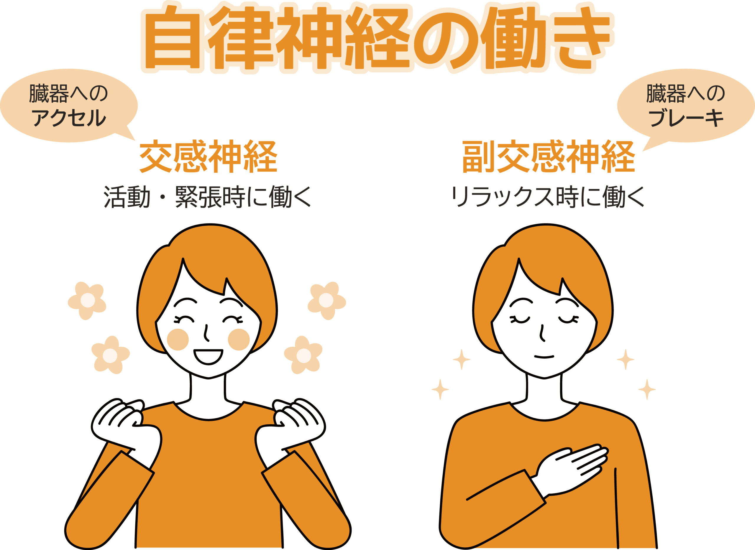 睡眠の質と自律神経の関係｜姿勢と呼吸が眠りに影響する理由